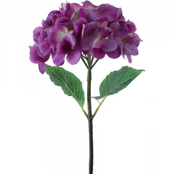 Hortensia Morada