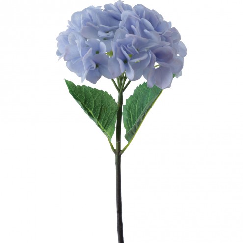 Hortensia Azul