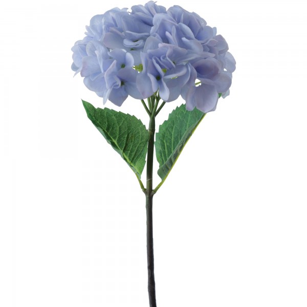 Hortensia Azul